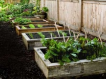 Vegetable Gardening, a interesting thing