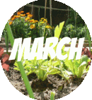 Vegetable Garden MArch