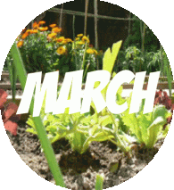 Vegetable Garden MArch